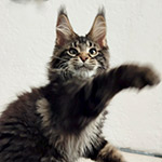 Rapid - Maine Coon
