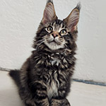 Rapid - Maine Coon