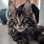 Rapid - Maine Coon