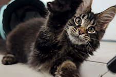 Rapid - Maine Coon