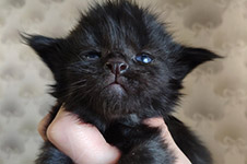 Talisman - Maine Coon