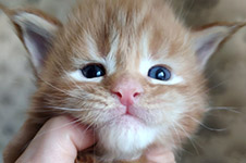 Tiffany - Maine Coon