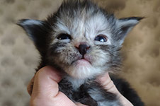 Tourmaline - Maine Coon