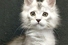 Weronika - Maine Coon