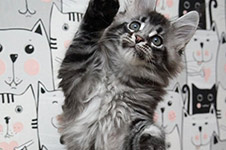 XMentor - Maine Coon