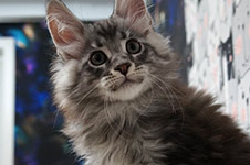 Xenon - Maine Coon
