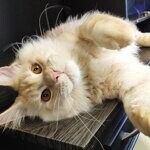 Damir - Maine Coon