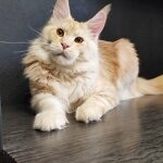 Damir - Maine Coon