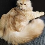 Damir - Maine Coon