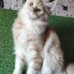 Damir - Maine Coon