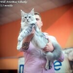 Elbarko - Maine Coon