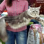 Elbarko - Maine Coon