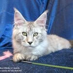 Elbarko - Maine Coon