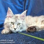 Elbarko - Maine Coon