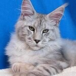 Elbarko - Maine Coon