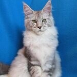 Elbarko - Maine Coon