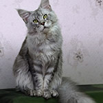 Elbarko - Maine Coon