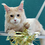 Krispy - Maine Coon