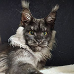 Lazurit - Maine Coon