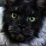 Lazurit - Maine Coon