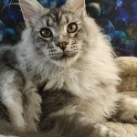 Olympus - Maine Coon
