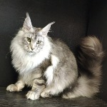 Olympus - Maine Coon