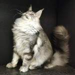 Olympus - Maine Coon