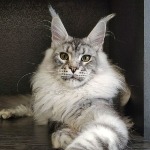 Olympus - Maine Coon