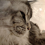 Olympus - Maine Coon