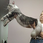 Olympus - Maine Coon