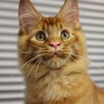 Tamerlan - Maine Coon