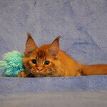 Tamerlan - Maine Coon