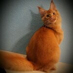 Tamerlan - Maine Coon