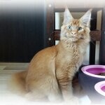 Tamerlan - Maine Coon