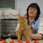 Tamerlan - Maine Coon