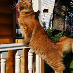 Tamerlan - Maine Coon