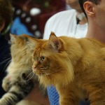 Tamerlan - Maine Coon