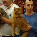 Tamerlan - Maine Coon