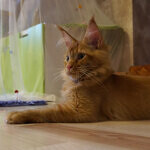 Tamerlan - Maine Coon