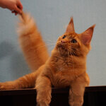 Tamerlan - Maine Coon