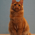 Tamerlan - Maine Coon