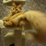 Tamerlan - Maine Coon