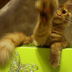 Tamerlan - Maine Coon