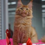 Tamerlan - Maine Coon