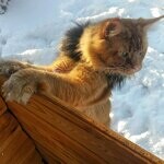 Tamerlan - Maine Coon