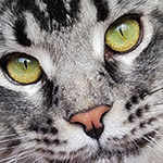 XMentor - Maine Coon