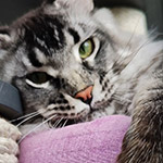 XMentor - Maine Coon